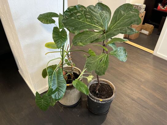 2.Stk. Planter i krukker