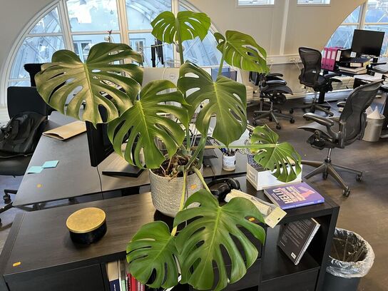 Rum opdeler m. Indhold bla. Plante 