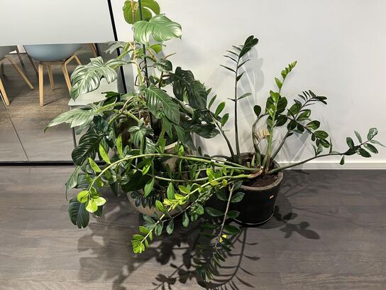 2. Stk. Planter i krukker