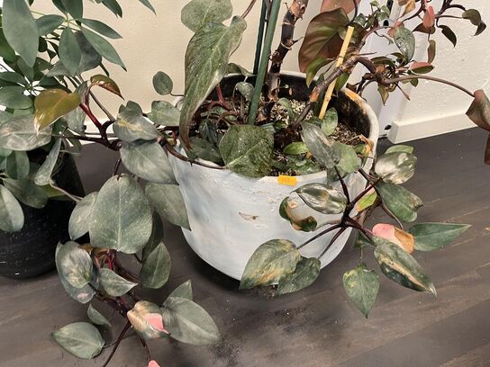 2. Stk. Planter i krukker 