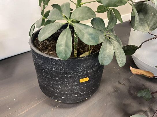 2. Stk. Planter i krukker 