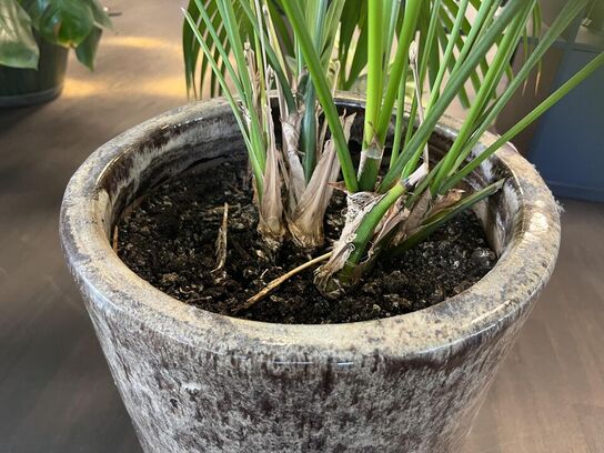 2. Stk. Grønne planter i krukker