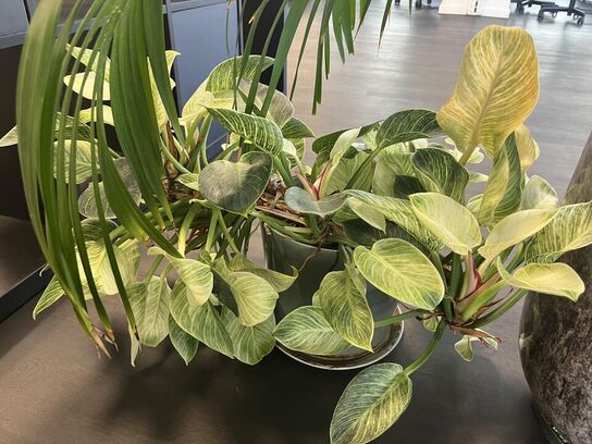 2. Stk. Grønne planter i krukker