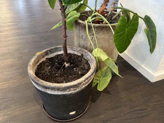 2.Stk. Planter i krukker