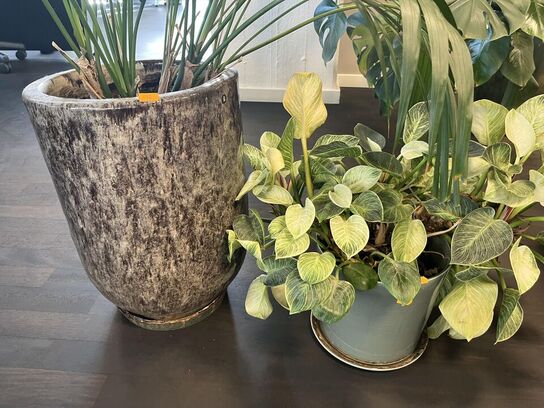 2. Stk. Grønne planter i krukker