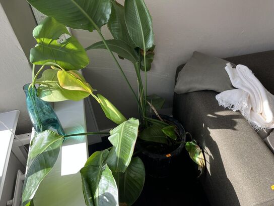 Sofa lounge m. rumopdeler m. Planter og tæppe