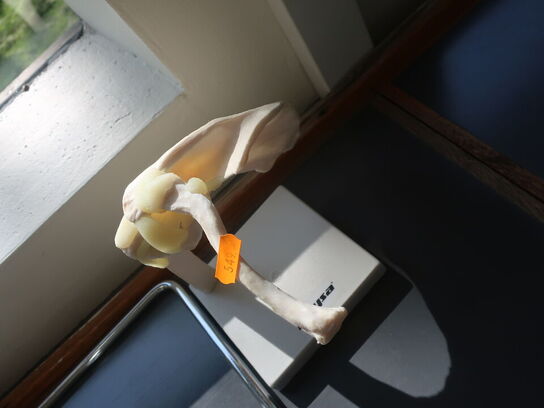 Undvisningsknogler PHYSA (rygsøjle, skulder & knæ)