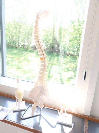 Undvisningsknogler PHYSA (rygsøjle, skulder & knæ)