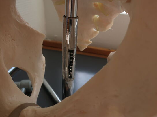 Undvisningsknogler PHYSA (rygsøjle, skulder & knæ)