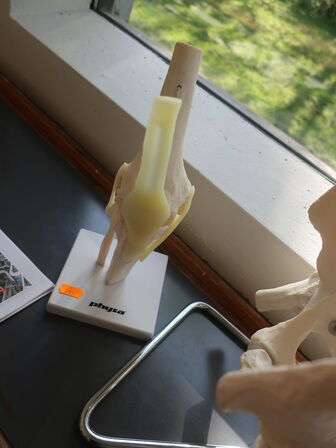 Undvisningsknogler PHYSA (rygsøjle, skulder & knæ)