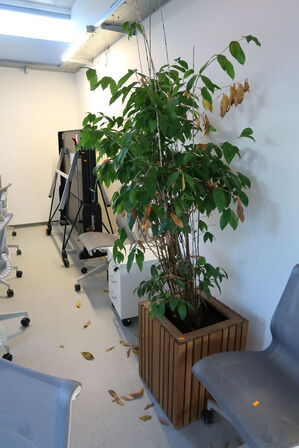Plante i krukke