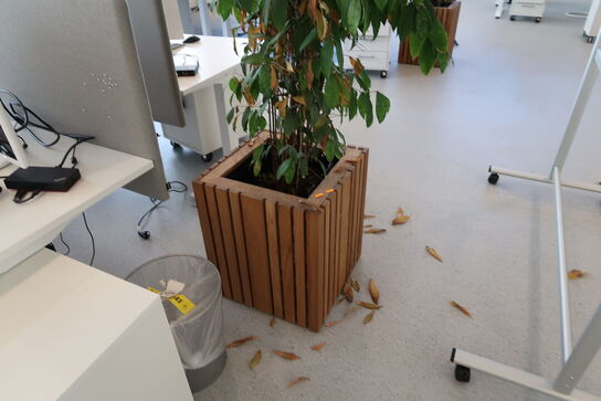 Plante i krukke