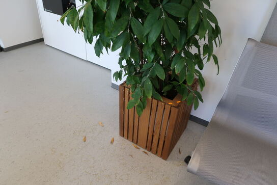 Plante i krukke