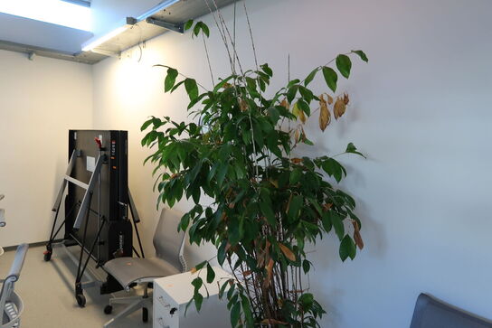 Plante i krukke