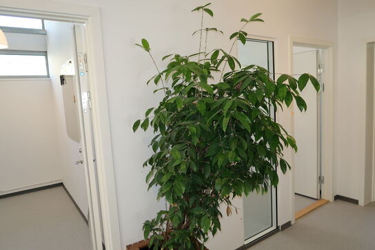 Plante i krukke