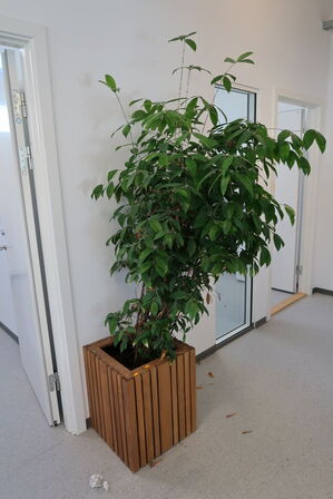 Plante i krukke