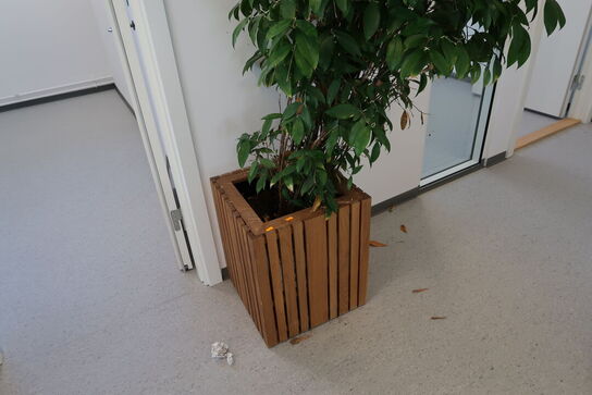 Plante i krukke