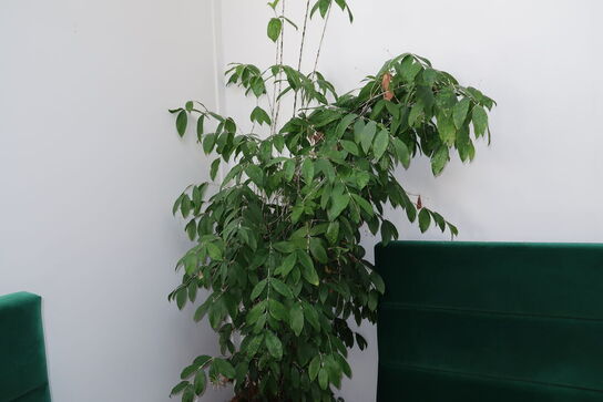 Plante i krukke