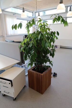Plante i krukke