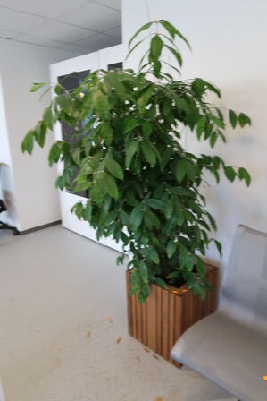 Plante i krukke