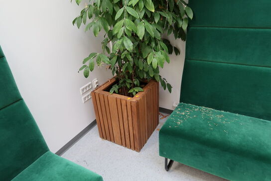 Plante i krukke