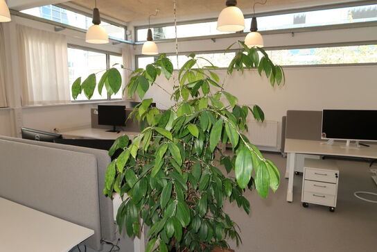 Plante i krukke