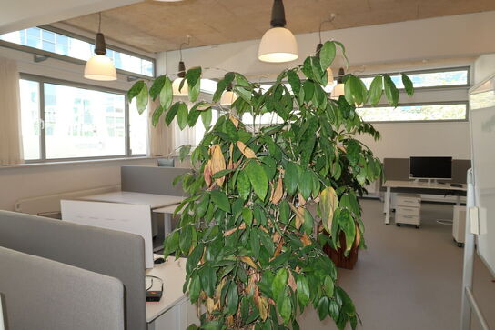 Plante i krukke