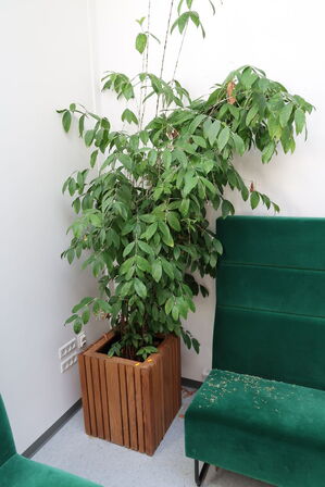 Plante i krukke