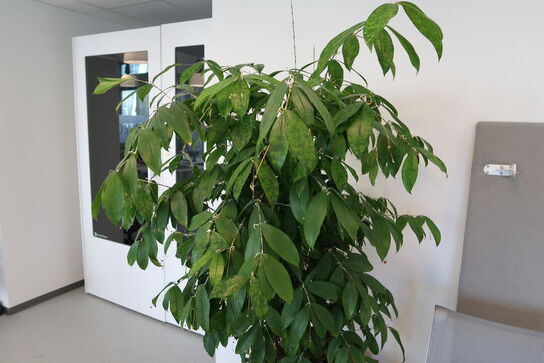 Plante i krukke