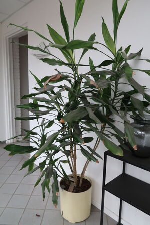 Reol, vase og plante 