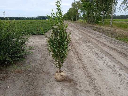 40 stk. Ligustrum  125-150 cm. 