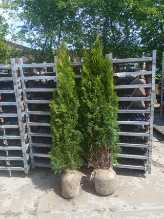 30 stk. Conifers Thuja Smaragd 150-175 cm. 