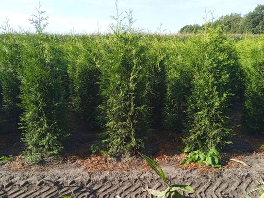 30 stk. Conifers Thuja Brabant 200-225 cm.