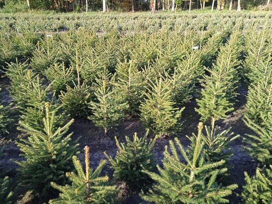 80 stk. Picea abies 80-100 cm.