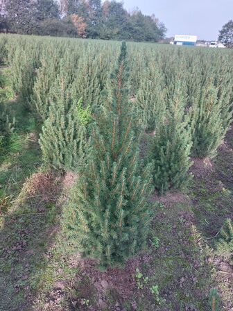 125 stk. Picea glauca 'Conica' 40-60 cm.
