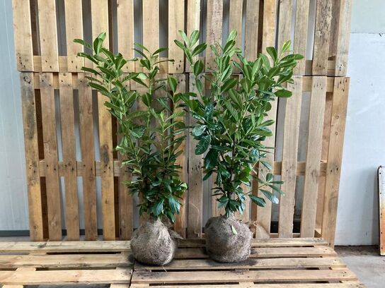 100 stk. Cherry laurel Prunus laurocerasus 'Novita' 80-100 cm. 
