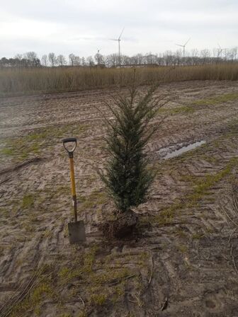 40 stk. Taxus baccata 100-120 cm. 