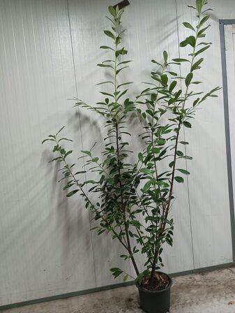 60 stk. Cherry laurel Prunus laurocerasus 'Novita' 175-200 cm. 