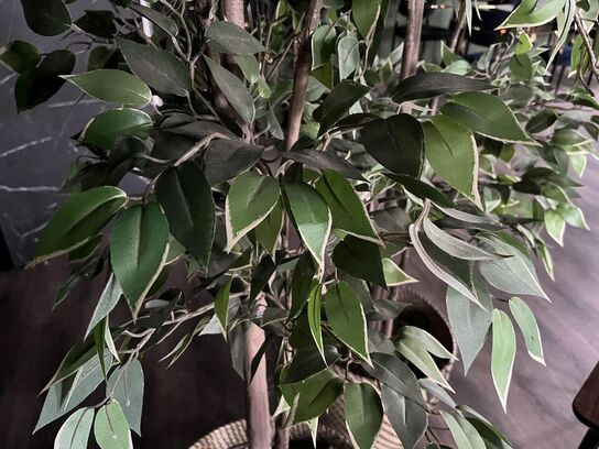 3. Stk. Plastik Planter 