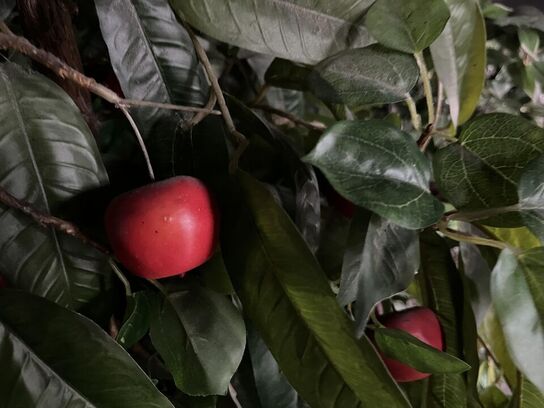 3. Stk. Plastik Planter 