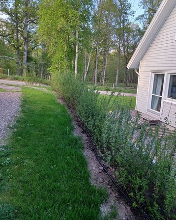 40 stk. Ligustrum 120-140 cm. 