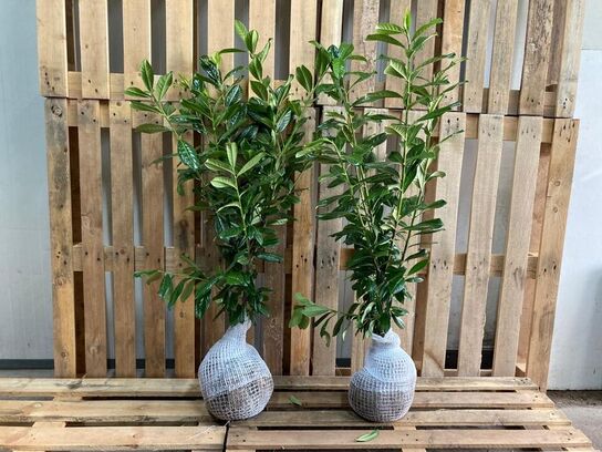 80 stk. Cherry laurel Prunus laurocerasus 'Novita' 80-100 cm. 
