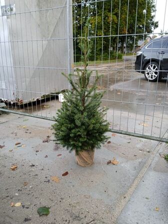 125 stk. Serbian spruce 60-80 cm. 