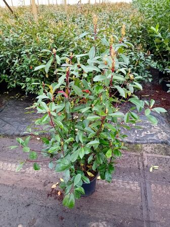35 stk. Photinia red robin 100-120 cm. 