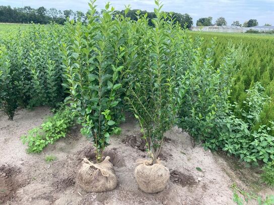 100 stk. Ligustrum 80-100 cm. 