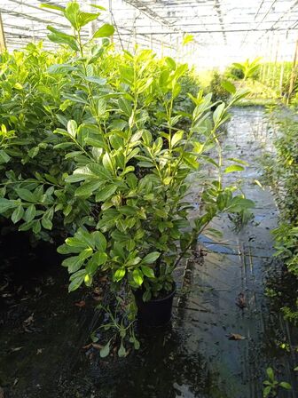 35 stk. Cherry laurel Prunus laurocerasus 'Novita' 125-150 cm. 