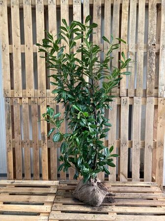 20 stk. Cherry laurel Prunus laurocerasus 'Novita'  175-200 cm. 