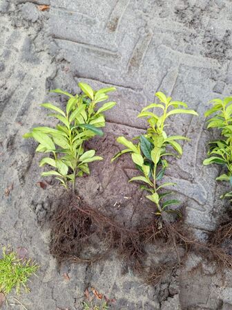 1000 stk. Cherry Laurel Prunus Laucocerasus 'Genolia' 20-30 cm.