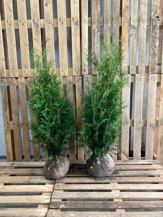 100 stk. Conifers Thuja Brabant 80-100 cm. 