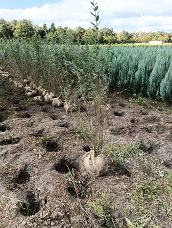 100 stk. Ligustrum 80-100 cm. 
